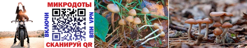 Купить закладки  Ступино  Галлюциногенные грибы Magic Shrooms 